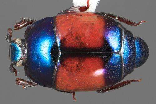 Unearthed: A treasure trove of jewel-like beetles
