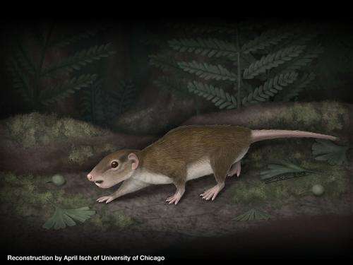 Unearthed: Fossil of history's most successful mammal