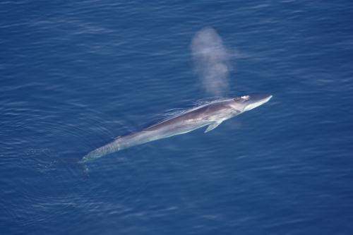 Using earthquake sensors to track endangered whales