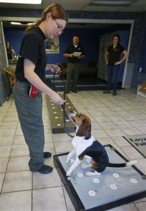 US zoo using beagle to detect bear pregnancies
