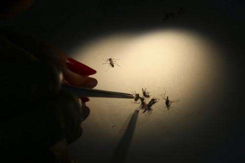 Vietnam releases dengue-blocking mosquito