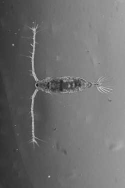 Viruses that infect oceans' tiny beings are discovered