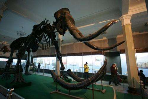Visitors walk past a fossilized mammoth on exhibit at the Inner Mongolia Museum on February 9, 2006