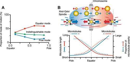 Waseda University team observes molecular motors involved in chromosome transport