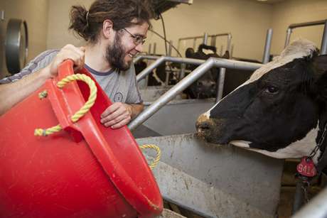 Waste heat could keep cows cool and comfortable