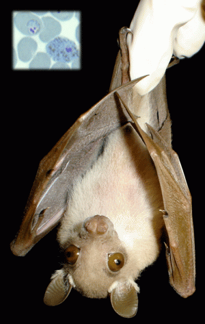 West African bats -- no safe haven for malaria parasites