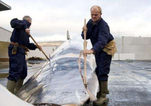 Whalers cut open and inspect a 35-tonne fin whale caught off the coast of Hvalfjsrour, on June 19, 2009