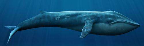 What does a whale and a human have in common?