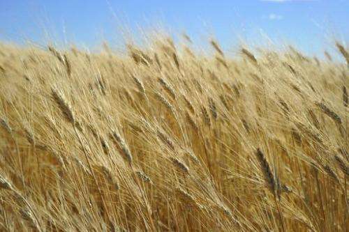 Wheat ready for harvest is seen on September 29, 2010 near Tioga, North Dakota