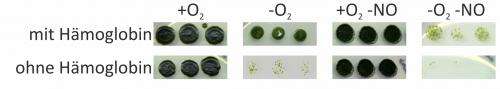 When green algae run out of air: Single cell organisms need haemoglobin to survive in an oxygen-free environment