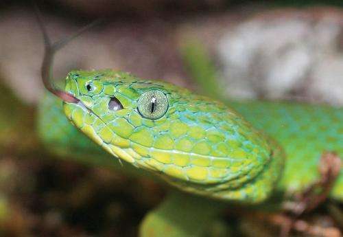 When green means danger: A stunning new species of palm-pitviper from Honduras