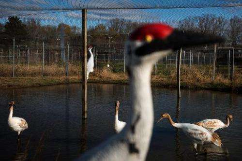 Whooping cranes (in the background), raised in captivity before being transferred to Louisiana, are seen at the US Geological Su