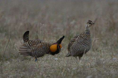 Wind power does not strongly affect greater prairie chickens, 7-year study finds