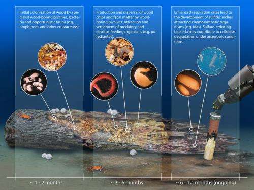 Wood on the seafloor: An oasis for deep-sea life