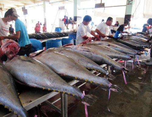Workers clean tuna fish for export at the port in General Santos City, on the southern Philippine island of Mindanao on December