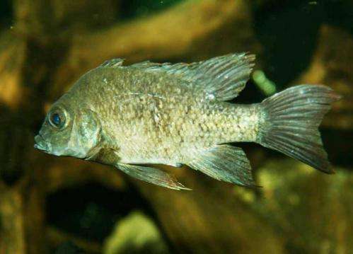 Worldwide appeal finds last remaining Madagascan fish