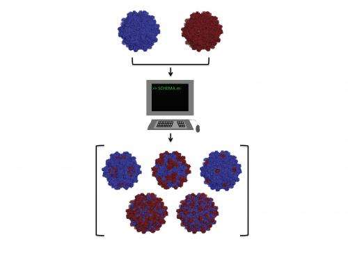 Writing rules for gene-therapy vectors: Researchers compute, then combine benign viruses to fight disease
