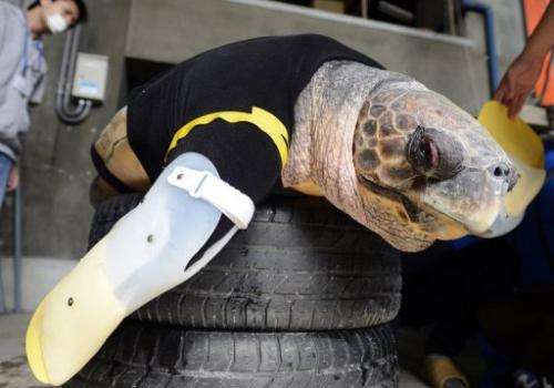 Yu, a female loggerhead turtle, wears artificial front legs at the Suma Aqualife Park in Kobe on February 12, 2013