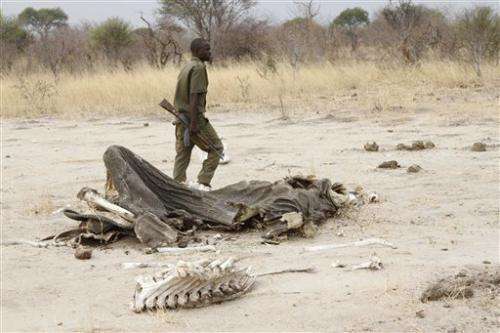 Zimbabwe: Poachers poison 91 elephants