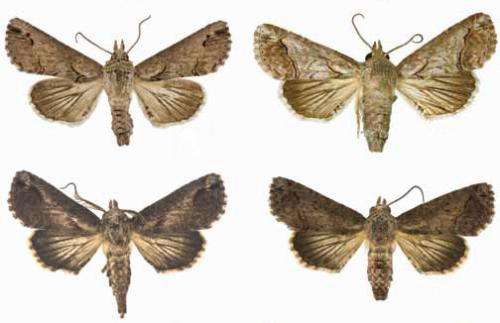 ZooKeys opens the gates to America's moth diversity