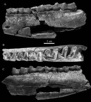 New species of Eggysodontid found from the Paleogene of the Guangnan Basin, Yunnan, China