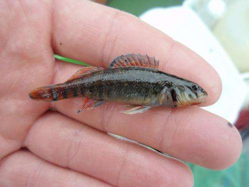 Research shows river dredging reduced fish numbers, diversity