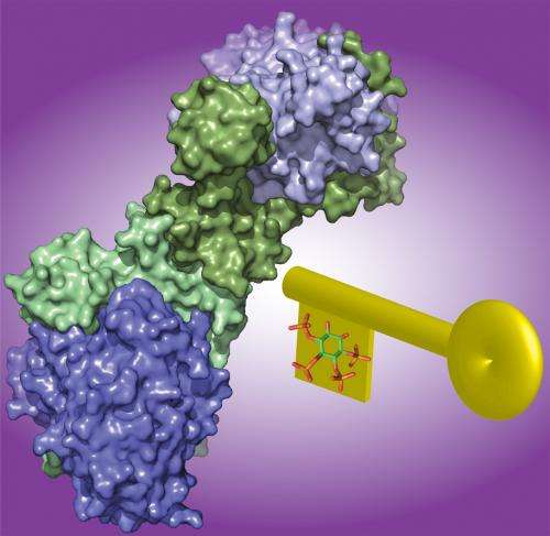 Breakthrough discovery into the regulation of a key cancer drug target