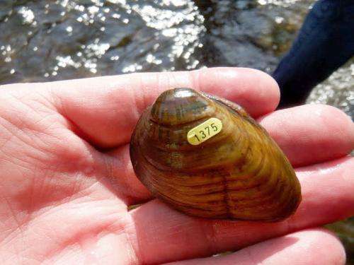 Researchers move endangered mussels to save them