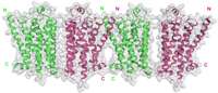Researchers solve the 3-D crystal structure of one of the most important human proteins