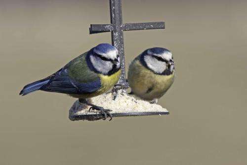 Study reveals uncertainty over the benefits of feeding birds in winter