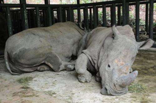This picture taken on April 1, 2013 shows two African rhinos in Puer National Park, in southwest China's Yunnan province