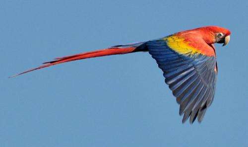 With many parrots endangered, team sequences macaw genome