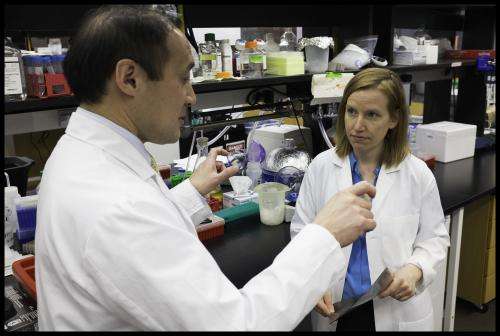 Researchers identify protein that reverses some effects of aging in mouse hearts