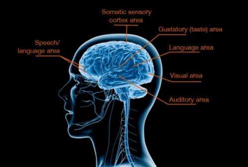Breakthrough study reveals biological basis for sensory processing disorders in kids