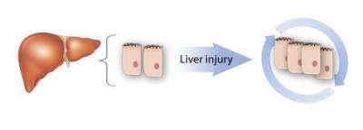 Researchers find molecular switch turning on self-renewal of liver damage
