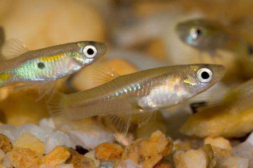 Research shows male guppies reproduce even after death