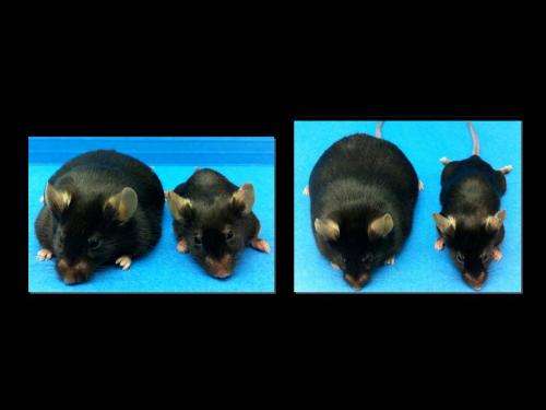Scientists identify gene that regulates body weight in humans and mice
