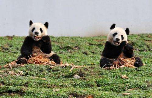 This picture taken on October 30, 2012 shows two giant pandas at the Wolong National Nature Reserve in China
