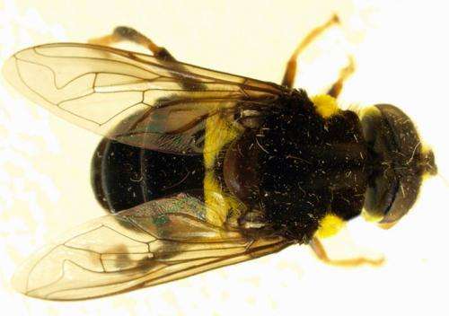 24 new species of flower fly have been found in Central and Southern America