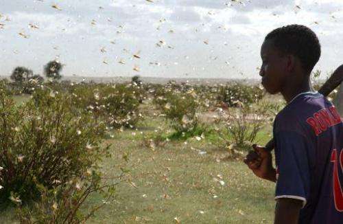 File picture shows a young Mauritanian looking at a dense swarm of desert locusts near Aleg, Mauritania, on August 9, 2004