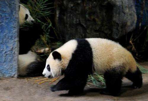 Image taken on September 19, 2010 shows giant panda Linping (R) walking past her mother Lin Hui in an enclosure at the Chiang Ma