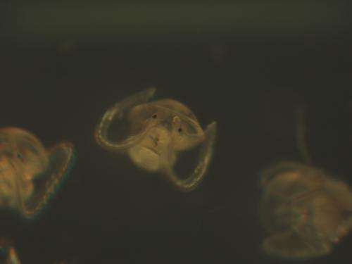 New study reveals the biomechanics of how marine snail larvae swim