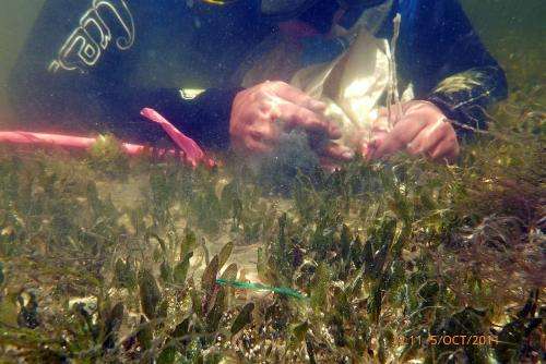New technique helps biologists save the world's threatened seagrass meadows
