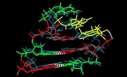 Researchers create accurate computer model of RNA tetraloop
