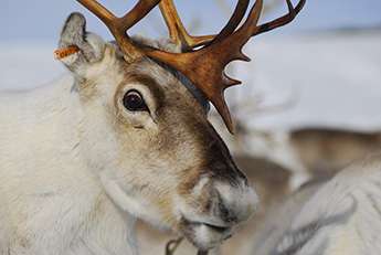 Researcher shines light on mystery of reindeer's changing eye colour at Christmas-themed Caf and #233; Scientifique
