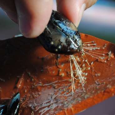 Researchers unravel secrets of mussels' clinginess