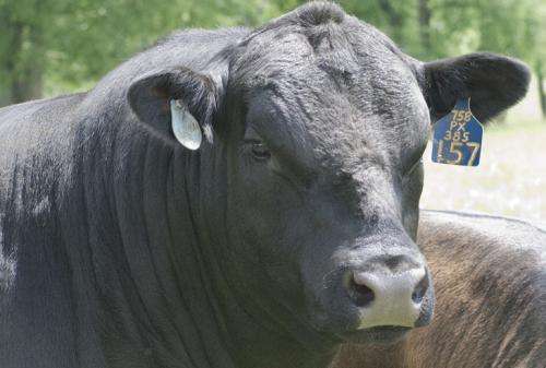 Understanding bulls' gene-rich Y chromosomes may improve herd fertility