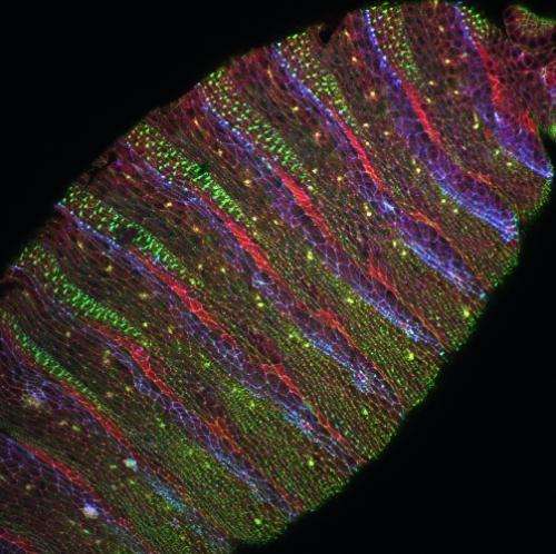 Researcher seeks to identify the pathway that leads to cells forming into an individual body