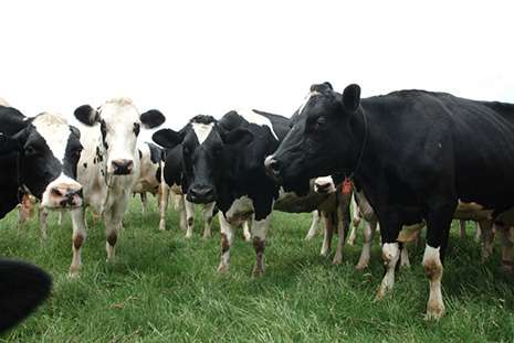 Researchers Focus on Dairy's Carbon Footprint