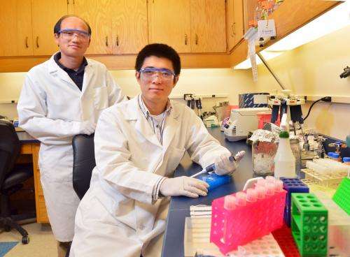 Researchers identify bacterial adaptation that can lead to kidney infection
